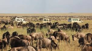 Masai Mara: Where the Wild Still Rules